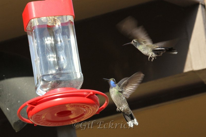 Blue-throated Hummingbird pair 2011_07_14_1520.JPG